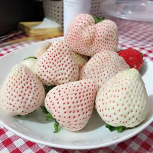 Load image into Gallery viewer, 【 Sweet and Juicy 】White Strawberry 🍓 Seeds