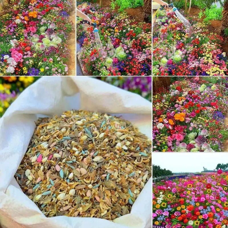 Mixed Perennial Flowers for All Seasons – 100+ Kinds