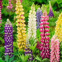 Load image into Gallery viewer, Lupine Flower Seeds - Mixed Color