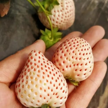 Load image into Gallery viewer, 【 Sweet and Juicy 】White Strawberry 🍓 Seeds