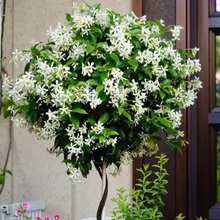 Load image into Gallery viewer, 🌸 Windmill Jasmine Seeds: Easy to Plant, Fill the Garden with Fragrance