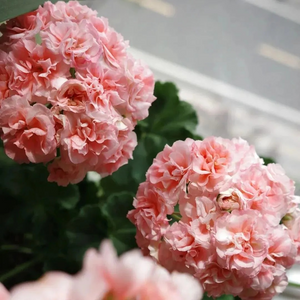 🌸 50%+ Discount for a Limited Time - Apple Blossom Geranium Seeds 🌸