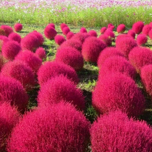 ✨High germination rate🌳High quality Kochia Scoparia seeds🌱