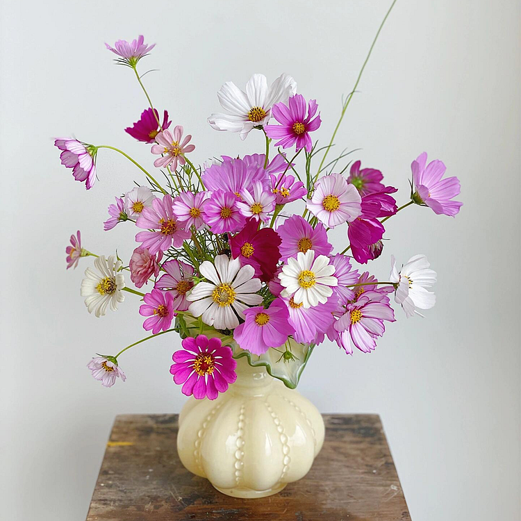 Mixed Cosmos Flower Seed