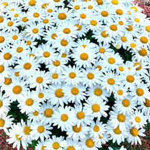 Load image into Gallery viewer, Daisy Seeds