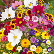 Load image into Gallery viewer, Mixed Perennial Flowers for All Seasons – 100+ Kinds