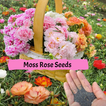 Load image into Gallery viewer, 🌹Moss Rose—Immortal Flower