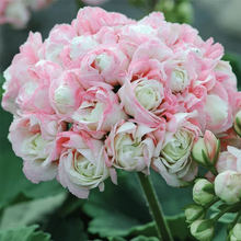 Load image into Gallery viewer, 🌸 50%+ Discount for a Limited Time - Apple Blossom Geranium Seeds 🌸