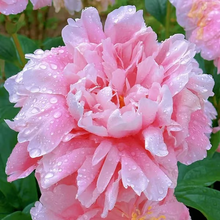 Load image into Gallery viewer, 🌺THE QUEEN OF FLOWERS—DOUBLE PETALED PIANI