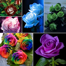 Load image into Gallery viewer, 【Rare Shades】- Special Colored Rose Cutting 🌹