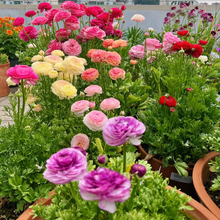 Load image into Gallery viewer, 🌹Ranunculus — Pious Heart