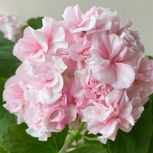 Load image into Gallery viewer, 🌸 50%+ Discount for a Limited Time - Apple Blossom Geranium Seeds 🌸