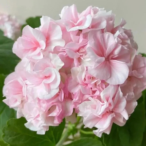 🌸 50%+ Discount for a Limited Time - Apple Blossom Geranium Seeds 🌸