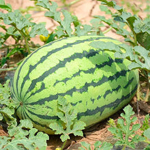 Load image into Gallery viewer, Watermelon Seeds - Lazy