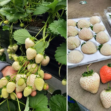 Load image into Gallery viewer, 【 Sweet and Juicy 】White Strawberry 🍓 Seeds