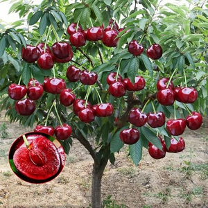 🍒Rainier Cherry Fruit Seeds