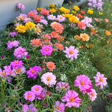 Load image into Gallery viewer, 🌹Moss Rose—Immortal Flower