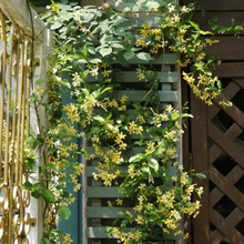 Load image into Gallery viewer, 🌸 Windmill Jasmine Seeds: Easy to Plant, Fill the Garden with Fragrance