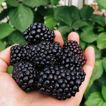 Load image into Gallery viewer, 🦄Raspberry seeds💖Healthy organic delicious raspberries