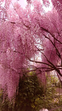 Load image into Gallery viewer, 🌸WISTERIA - THE GARDEN’S CASCADING BEAUTY ALL YEAR ROUND