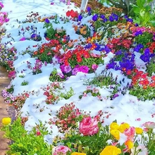 Load image into Gallery viewer, Mixed Perennial Flowers for All Seasons – 100+ Kinds