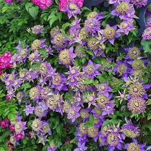 Load image into Gallery viewer, 47%OFF🎉Mixed-Color Climbing Clematis Flower