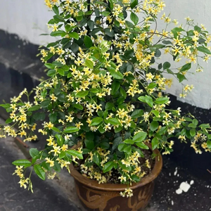 🌸 Windmill Jasmine Seeds: Easy to Plant, Fill the Garden with Fragrance