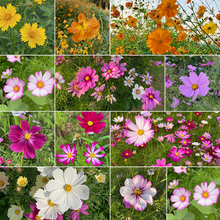 Load image into Gallery viewer, Mixed Cosmos Flower Seed