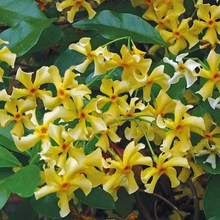 Load image into Gallery viewer, 🌸 Windmill Jasmine Seeds: Easy to Plant, Fill the Garden with Fragrance