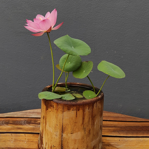 Bowl Lotus: Embracing Zen through Blossoms