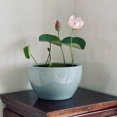 Bowl Lotus: Embracing Zen through Blossoms