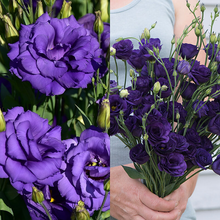 Load image into Gallery viewer, Lisianthus / Eustoma Grandiflorum Seeds - Thornless Rose