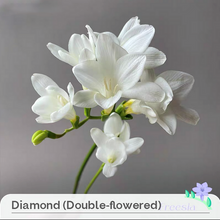 Load image into Gallery viewer, Freesia Bulbs