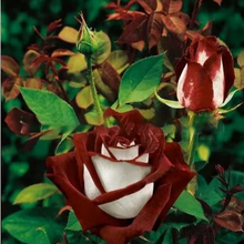 Load image into Gallery viewer, 【Rare Shades】- Special Colored Rose Cutting 🌹