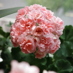 🌸 50%+ Discount for a Limited Time - Apple Blossom Geranium Seeds 🌸