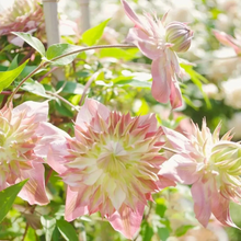 Load image into Gallery viewer, 47%OFF🎉Mixed-Color Climbing Clematis Flower