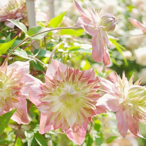 47%OFF🎉Mixed-Color Climbing Clematis Flower