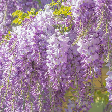 Load image into Gallery viewer, 🌸WISTERIA - THE GARDEN’S CASCADING BEAUTY ALL YEAR ROUND