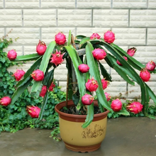 Load image into Gallery viewer, Bonsai Pitaya Seeds-Dragon Fruit