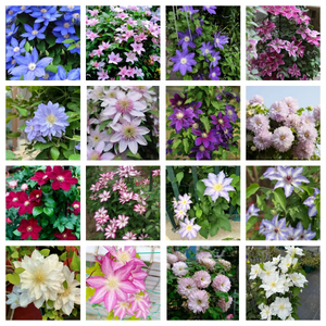 47%OFF🎉Mixed-Color Climbing Clematis Flower