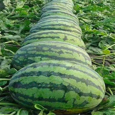 Watermelon Seeds - Lazy