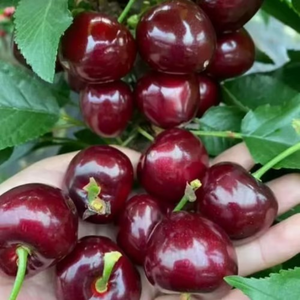 🍒Rainier Cherry Fruit Seeds