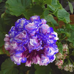 🌸 50%+ Discount for a Limited Time - Apple Blossom Geranium Seeds 🌸