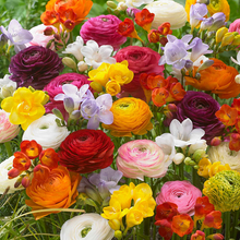 Load image into Gallery viewer, 🌹Ranunculus — Pious Heart