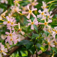 Load image into Gallery viewer, 🌸 Windmill Jasmine Seeds: Easy to Plant, Fill the Garden with Fragrance