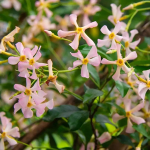 🌸 Windmill Jasmine Seeds: Easy to Plant, Fill the Garden with Fragrance