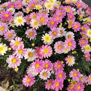 Pest Killer: Pyrethrum Daisy Seeds - Mixed Color