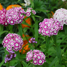 Load image into Gallery viewer, Mixed Dianthus/Sweet William Seed