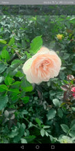 Load image into Gallery viewer, 【Rare Shades】- Special Colored Rose Cutting 🌹