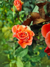 Load image into Gallery viewer, 【Rare Shades】- Special Colored Rose Cutting 🌹